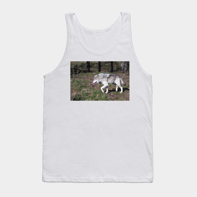 A lone timber wolf in the woods Tank Top by josefpittner